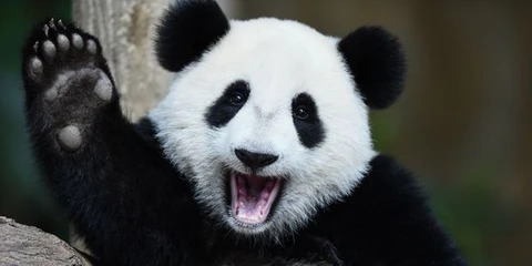 Bonjour Panda-coucou